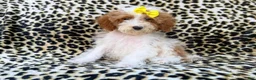 Miniature Poodle dogs for sale: Jazzy - Ad 7