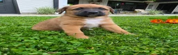 Mixed Breed dogs for sale: Mia - Ad 7