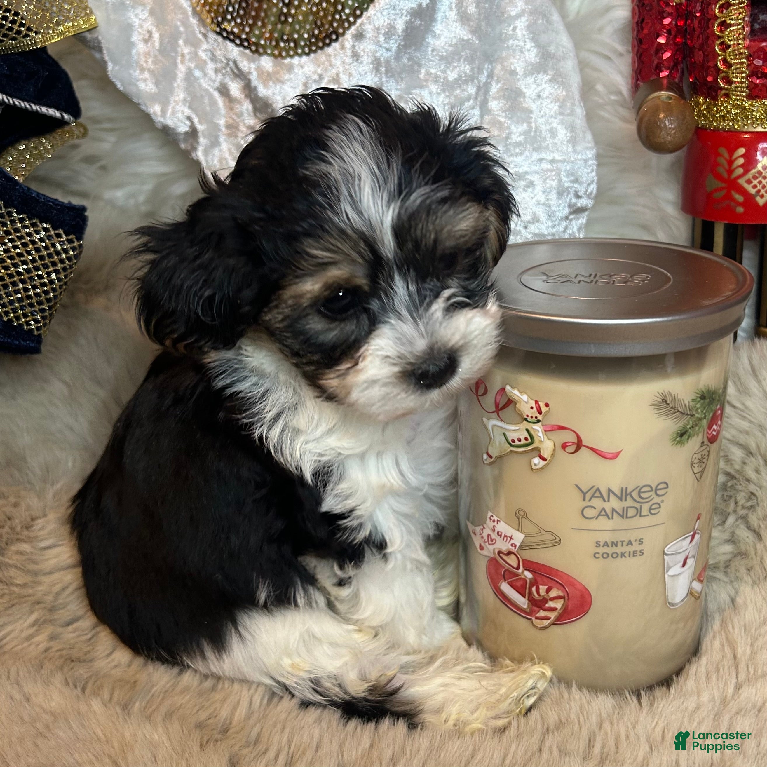 Morkie dogs Charlie - Ad 8