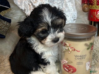 Morkie dogs Charlie - Ad 26