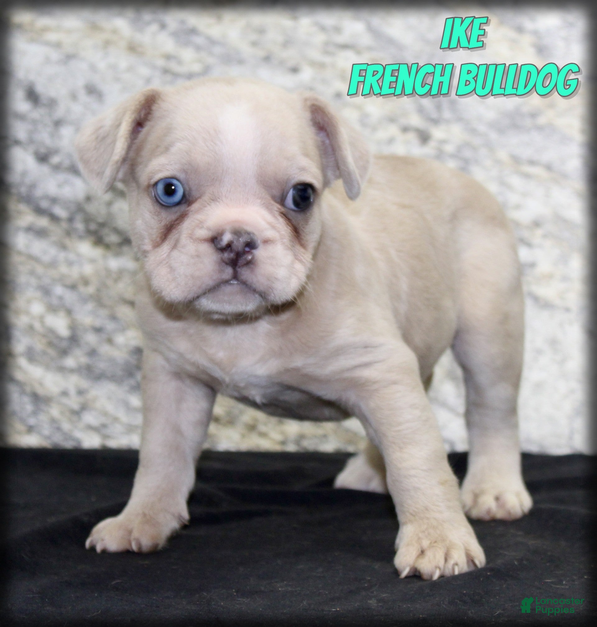 French Bulldog dogs Ike - Ad 1
