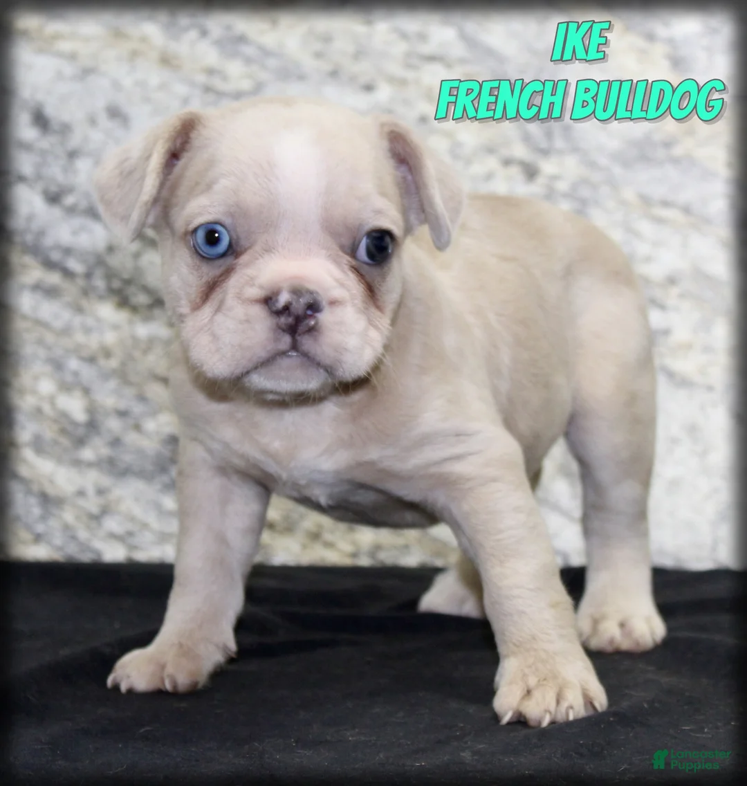 French Bulldog dogs for sale: Ike - Ad 1