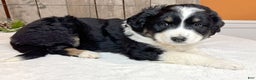 Miniature Australian Shepherd dogs for sale: Bella - Ad 3
