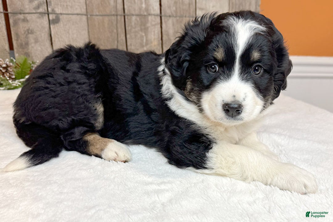 Miniature Australian Shepherd dogs for sale: Bella - Ad 3