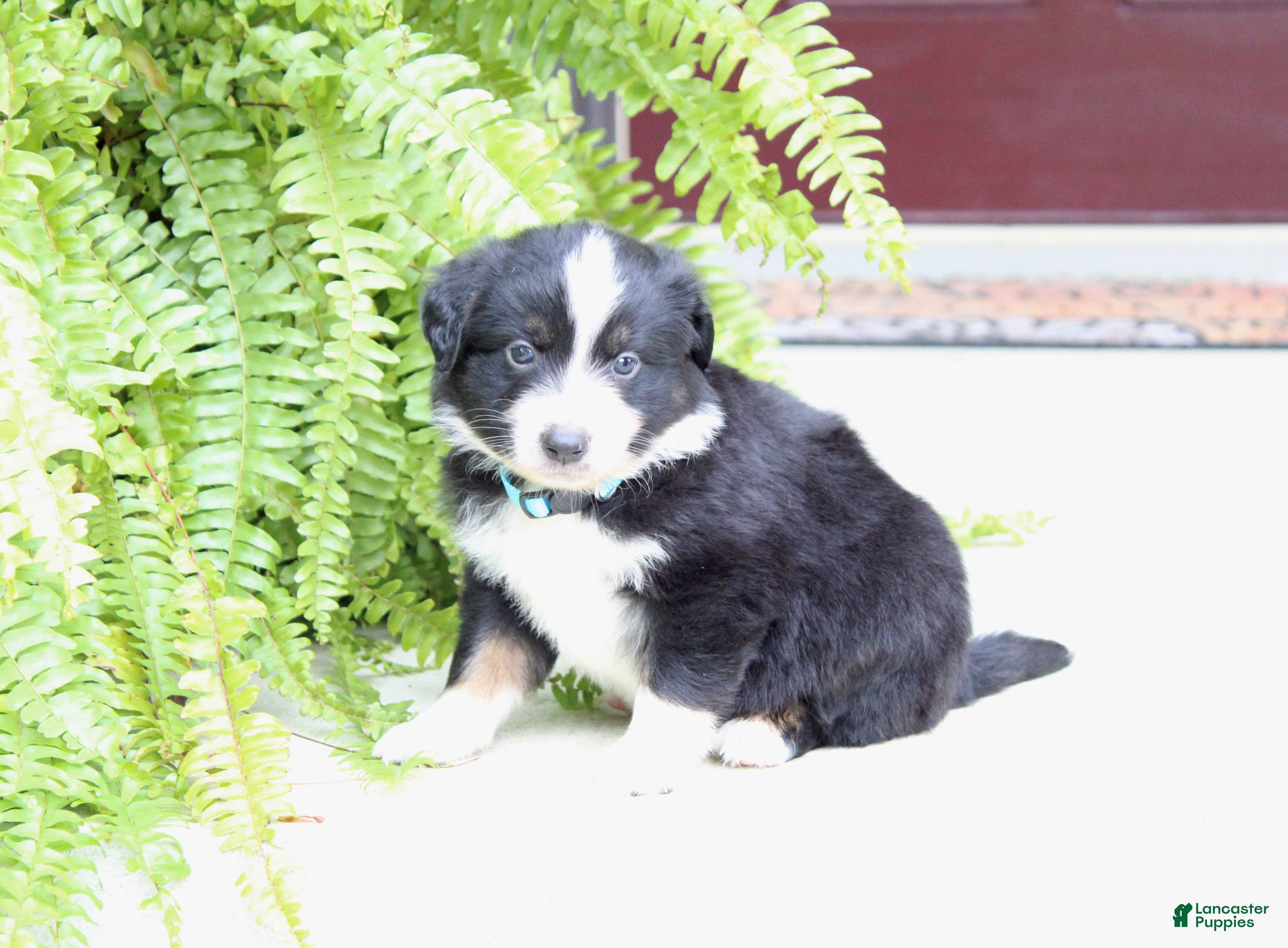 Miniature Australian Shepherd dogs Axel - Ad 2