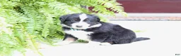 Miniature Australian Shepherd dogs for sale: Axel - Ad 2