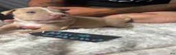 American Pit Bull Terrier dogs for sale: Marshmallo - Ad 4