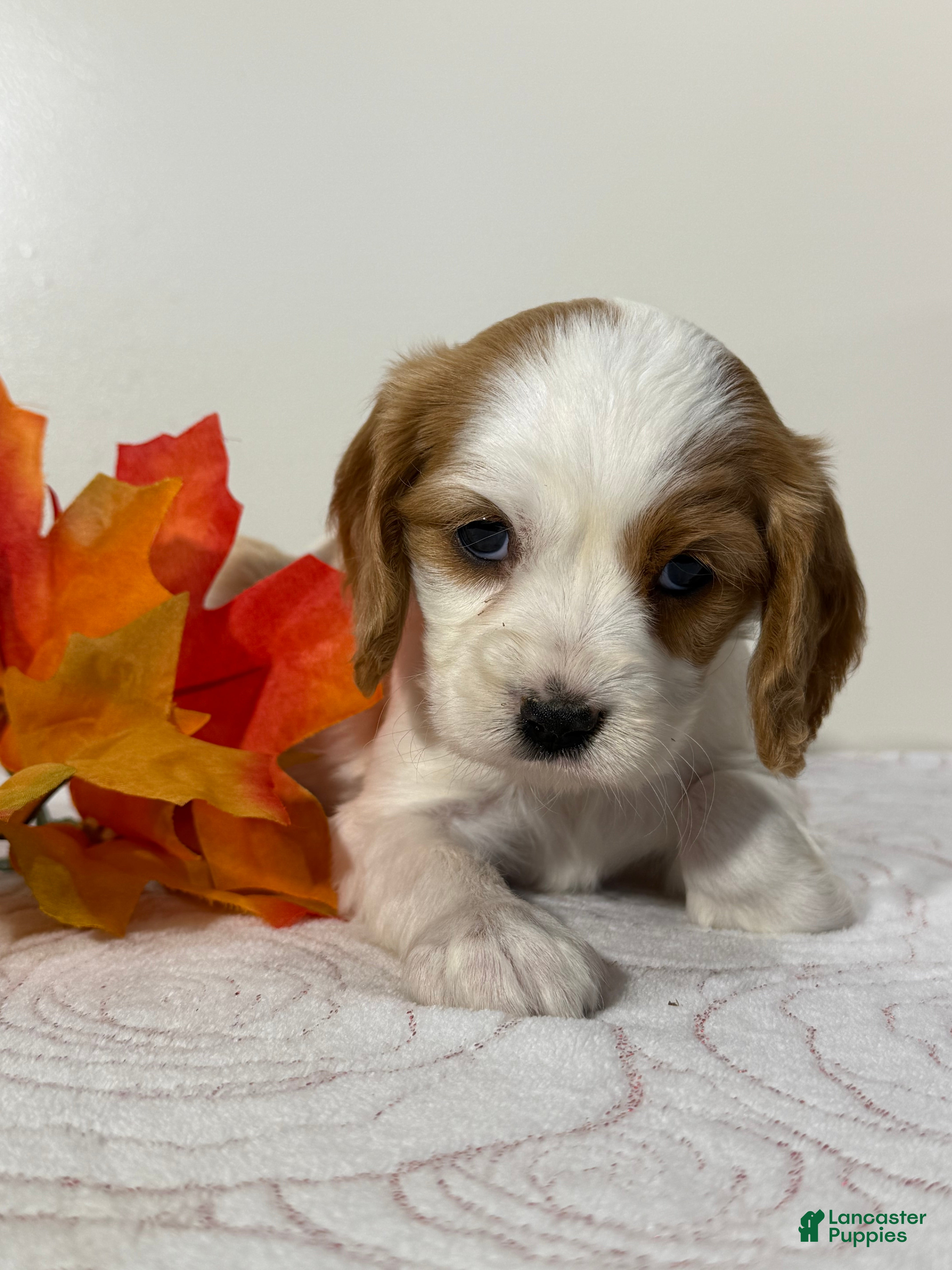 Cavapoo dogs Vanilla Cavapoo  - Ad 2