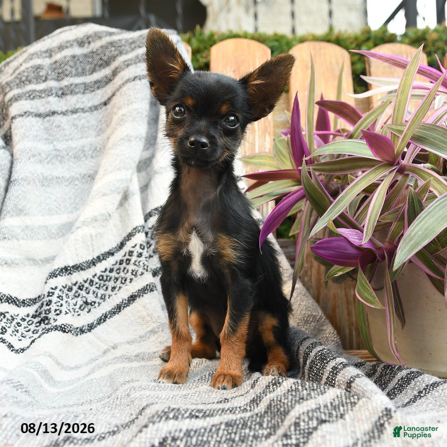 Mixed Breed dogs Ashley - Ad 2
