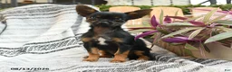 Mixed Breed dogs for sale: Ashley - Ad 2