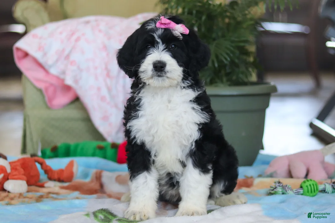 Bernedoodle dogs for sale: Harper - Ad 1