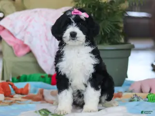 Bernedoodle dogs Harper - Ad 27
