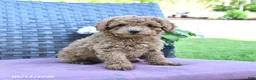 Miniature Poodle dogs for sale: Hank - Ad 4