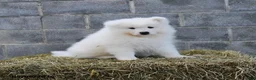 Samoyed dogs for sale: Iceberg - Ad 2