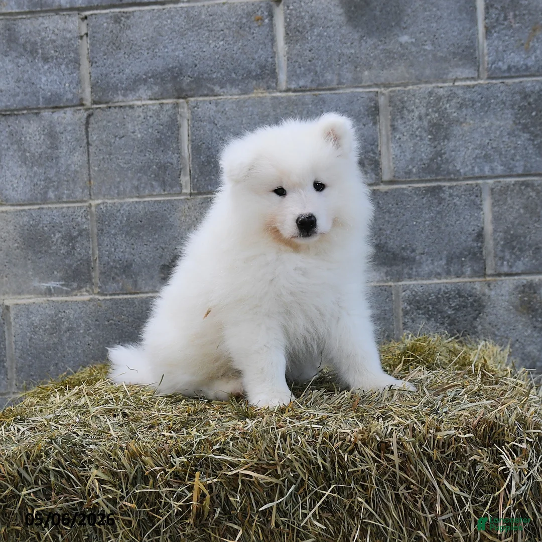 Samoyed dogs for sale: Iceberg - Ad 2