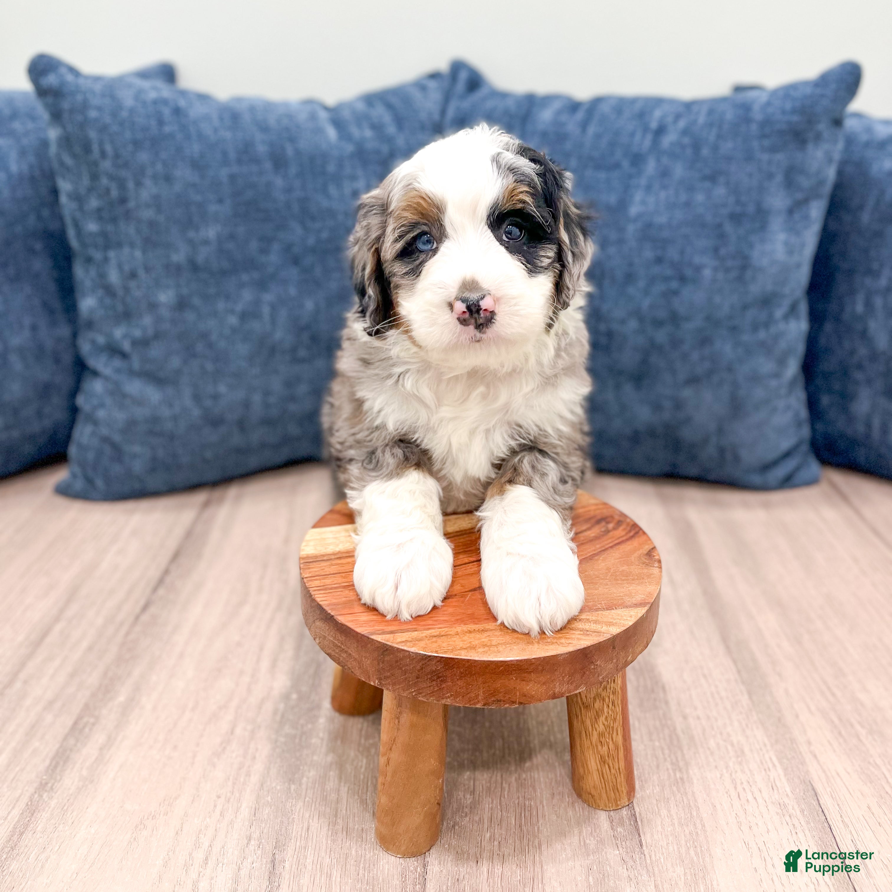 Mini Bernedoodle dogs Charlie - Ad 2