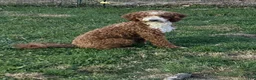Mini Goldendoodle dogs for sale: Mini Goldendoodle Teddy - Ad 11