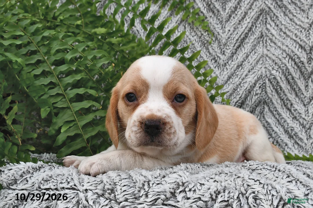 Mixed Breed dogs for sale: Penny  - Ad 2