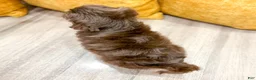 Havanese dogs for sale: Alex - Ad 5