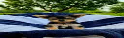 Yorkshire Terrier dogs for sale: Donald - Ad 3