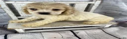 Cocker Spaniel dogs for sale: Clover - Ad 2
