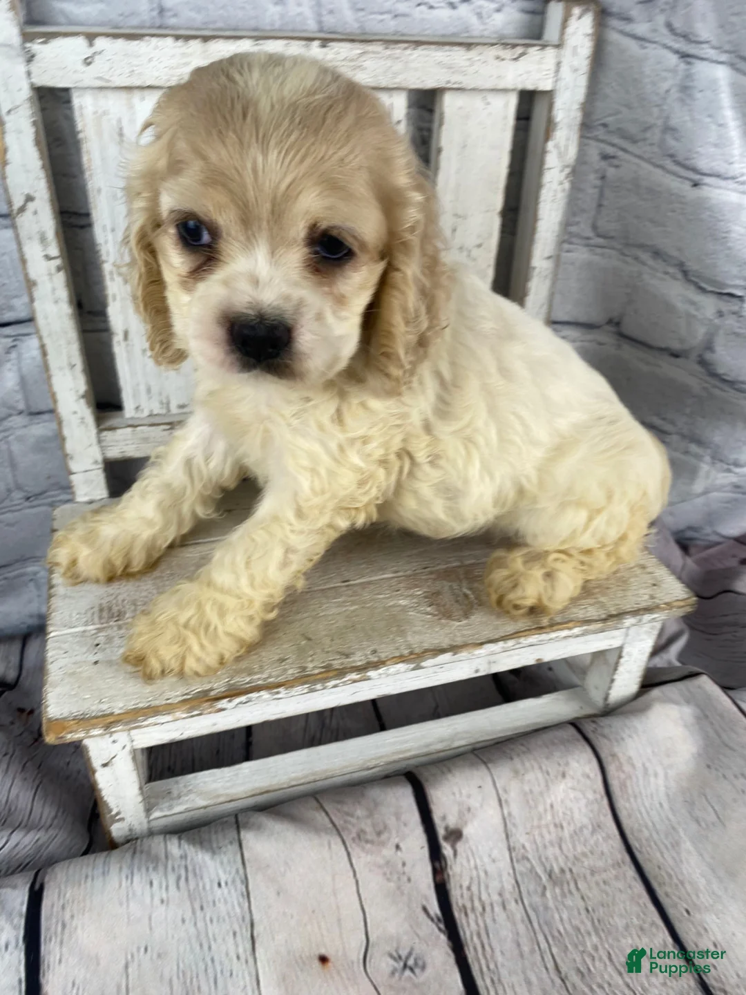 Cocker Spaniel dogs for sale: Clover - Ad 2
