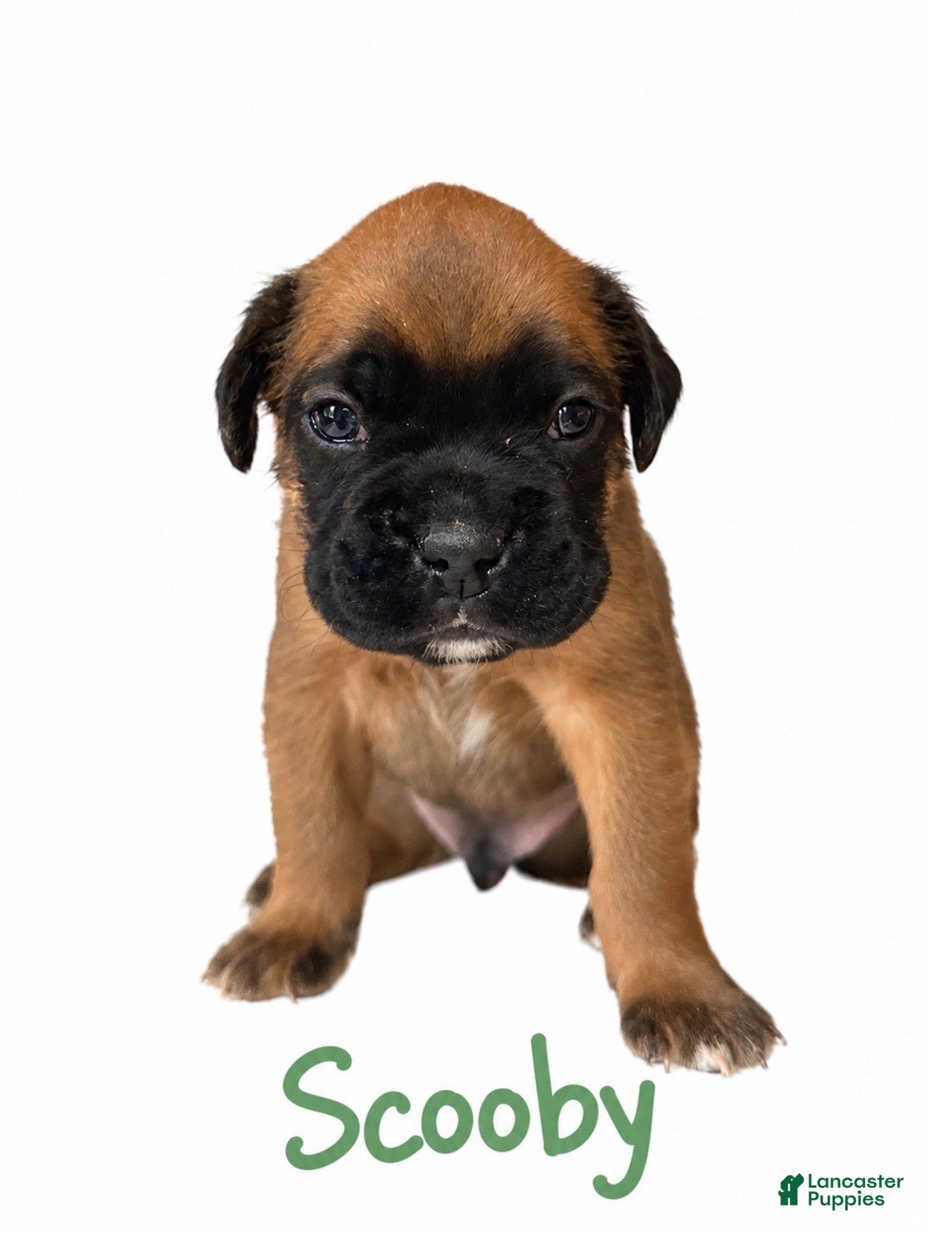 Boxer dogs Scooby - Ad 1