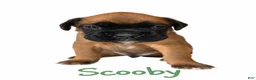 Boxer dogs for sale: Scooby - Ad 1