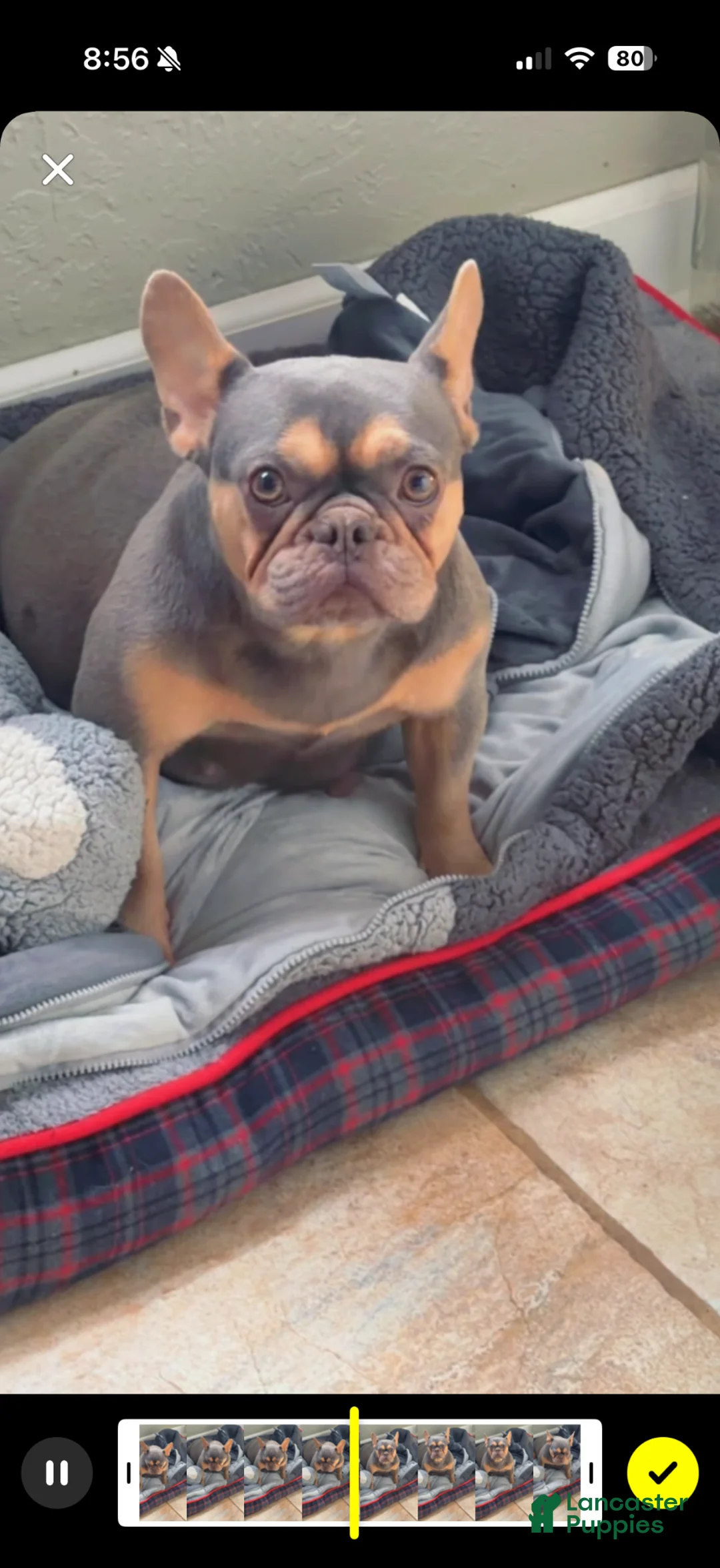 French Bulldog dogs for sale: French Bulldog  - Ad 4