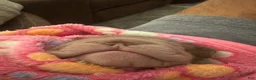 French Bulldog dogs for sale: Carlotta - Ad 11