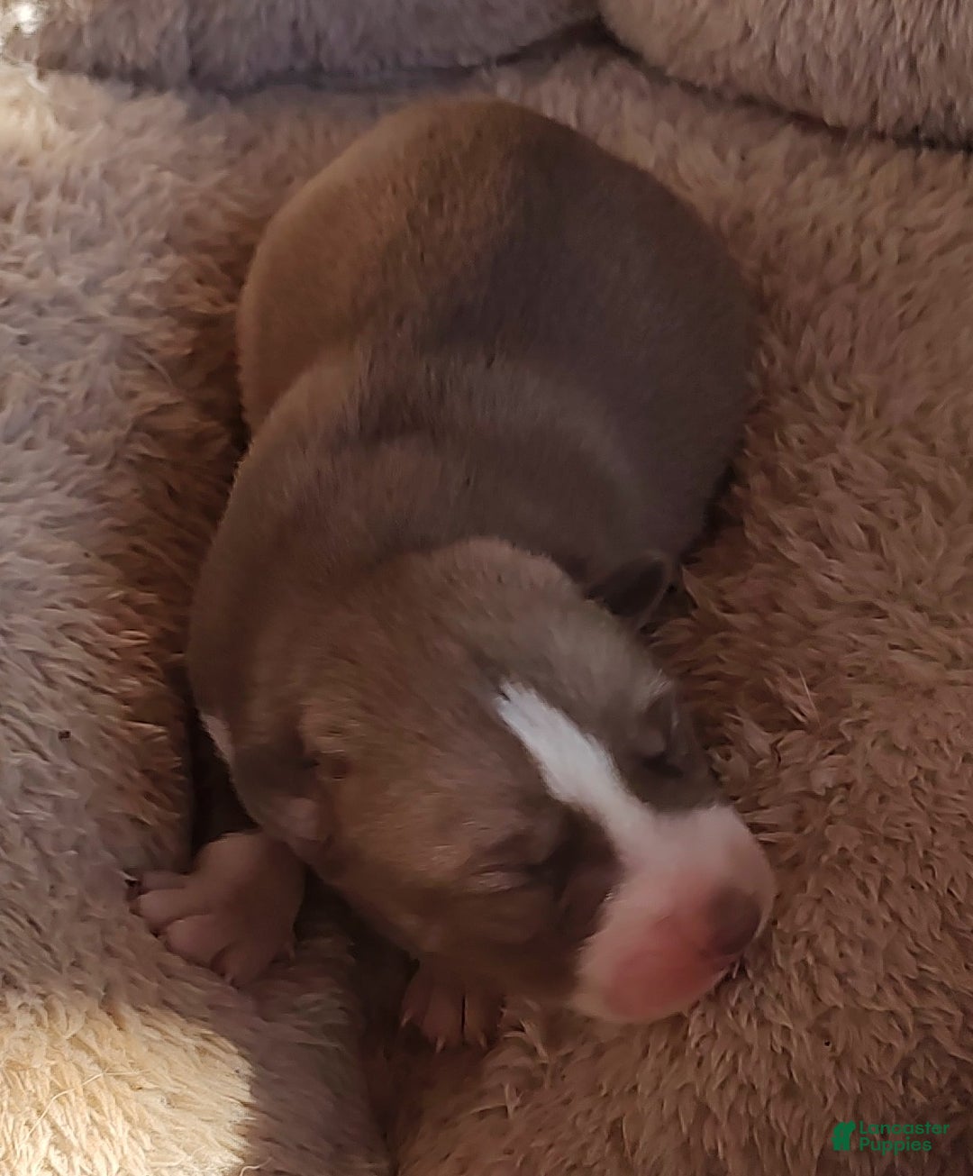 Siberian Husky dogs for sale: Siberian Husky Puppy 5 - Ad 4