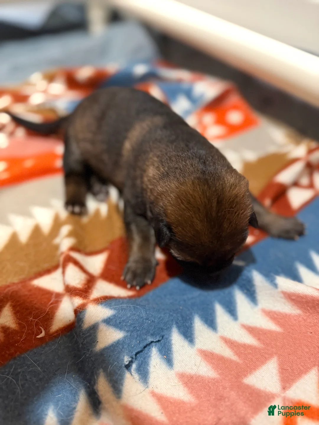 German Shepherd dogs for sale: Joker  - Ad 2