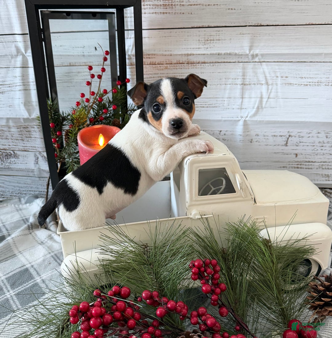 Toy Fox Terrier dogs for sale: Bingo - Ad 5