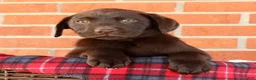 Labrador Retriever dogs for sale: Remy - Ad 1