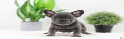 French Bulldog dogs for sale: Earl - Ad 3