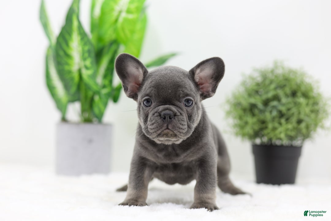 French Bulldog dogs for sale: Earl - Ad 3