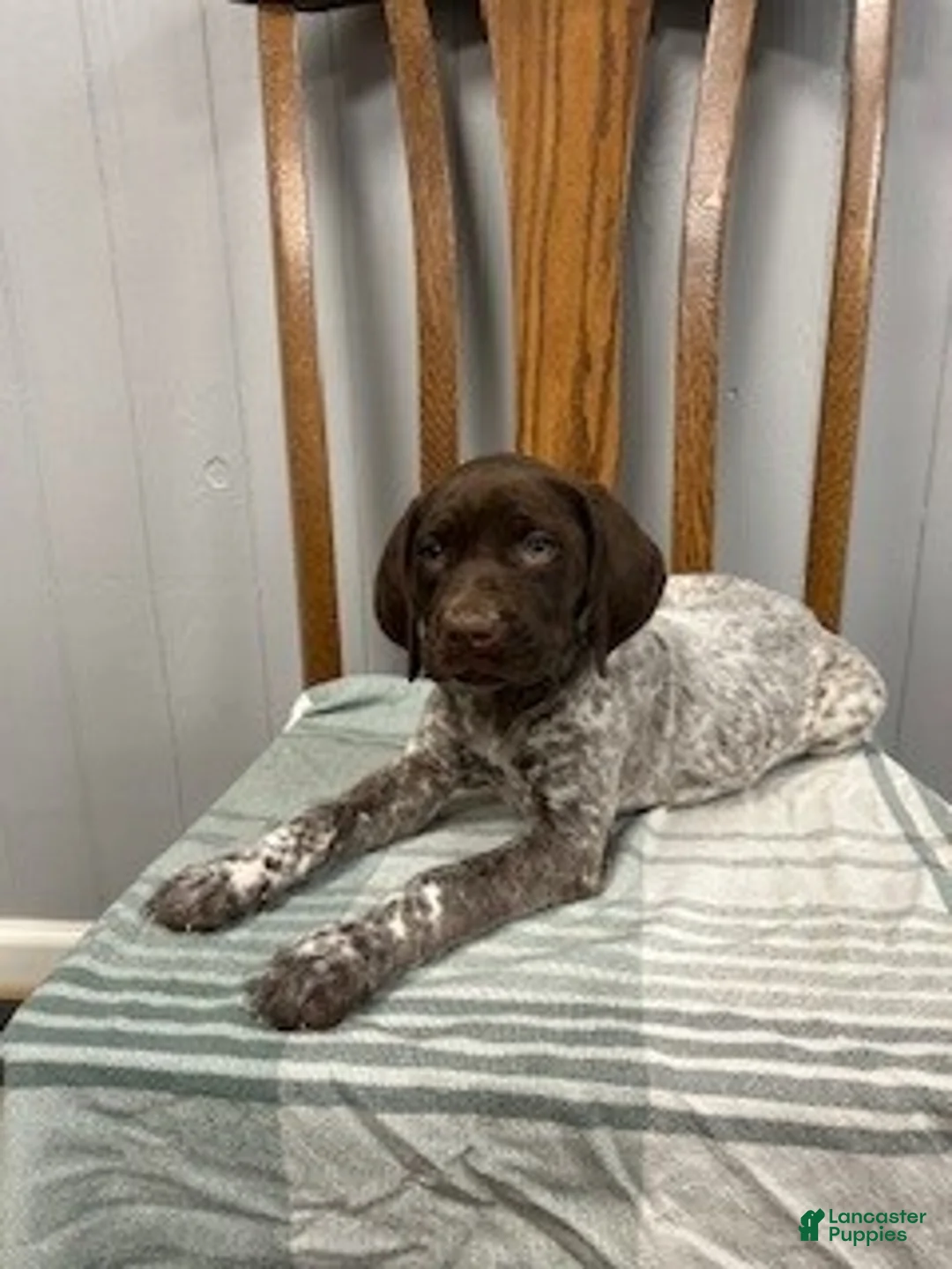 German Shorthaired Pointer dogs for sale: Quinn - Ad 2