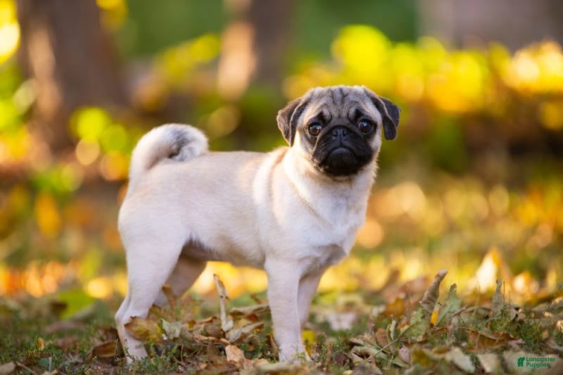 Pug dogs Pug Puppy 1 - Ad 2