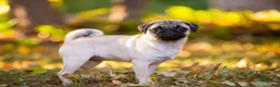 Pug dogs for sale: Pug Puppy 1 - Ad 2