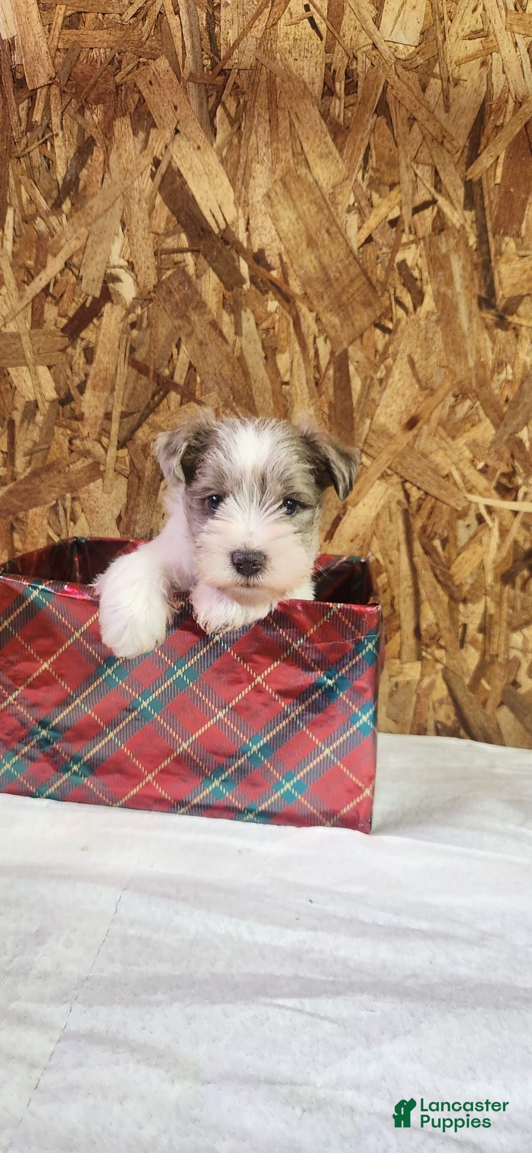 Miniature Schnauzer dogs for sale: Tanner - Ad 2