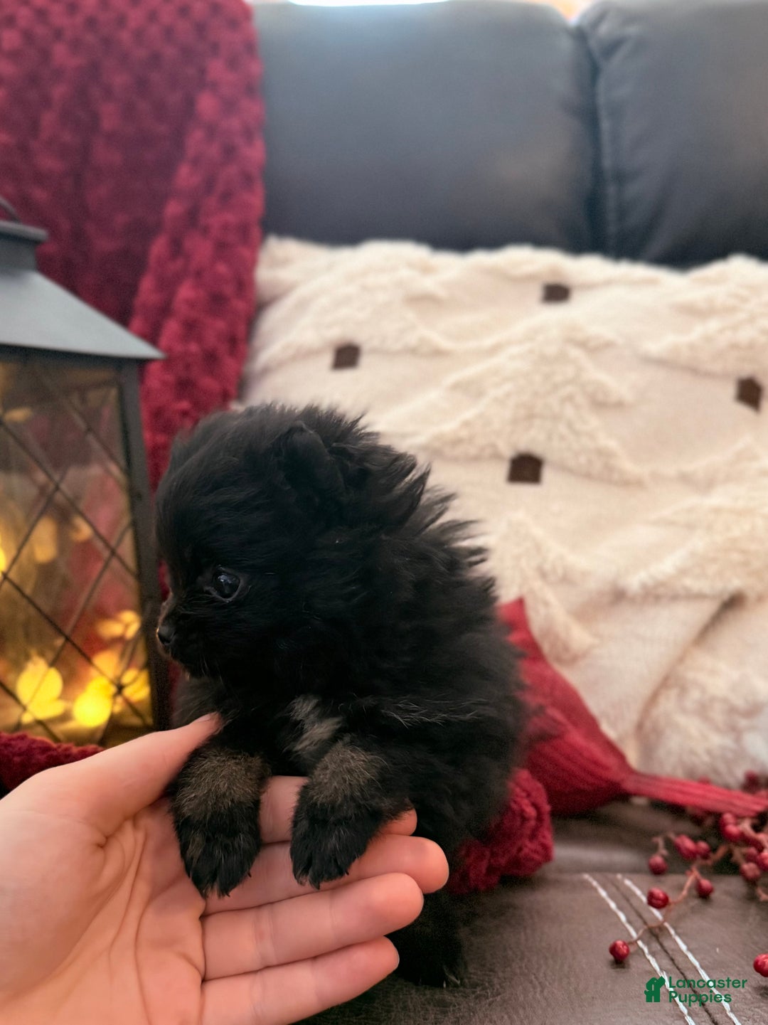 Pomeranian dogs for sale: Winterberry - Ad 11