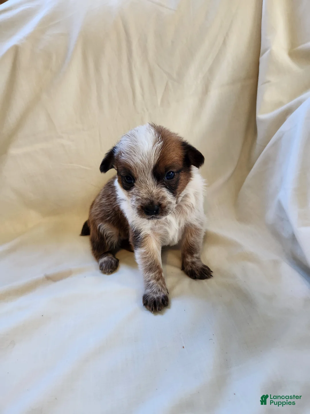 Australian Cattle Dog dogs for sale: Australian Cattle Dog Puppy 2 - Ad 1