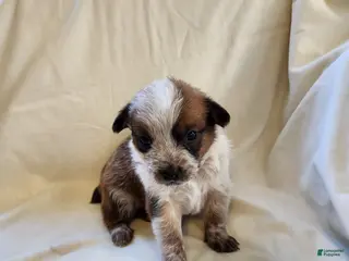 Australian Cattle Dog dogs Australian Cattle Dog Puppy 2 - Ad 8