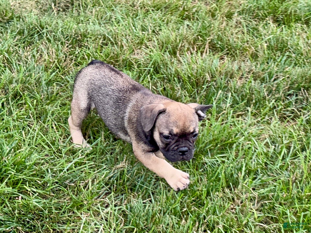 French Bulldog dogs for sale: Joy - Ad 5