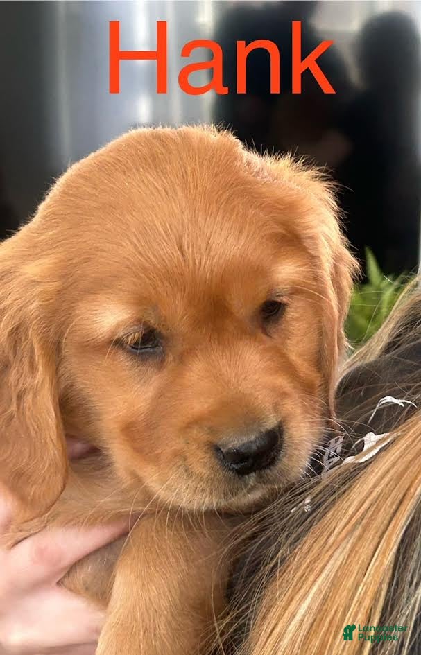 Golden Retriever dogs Golden Retriever Puppy 1 - Ad 2