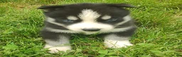 Siberian Husky dogs for sale: Sonya's male 5 - Ad 8