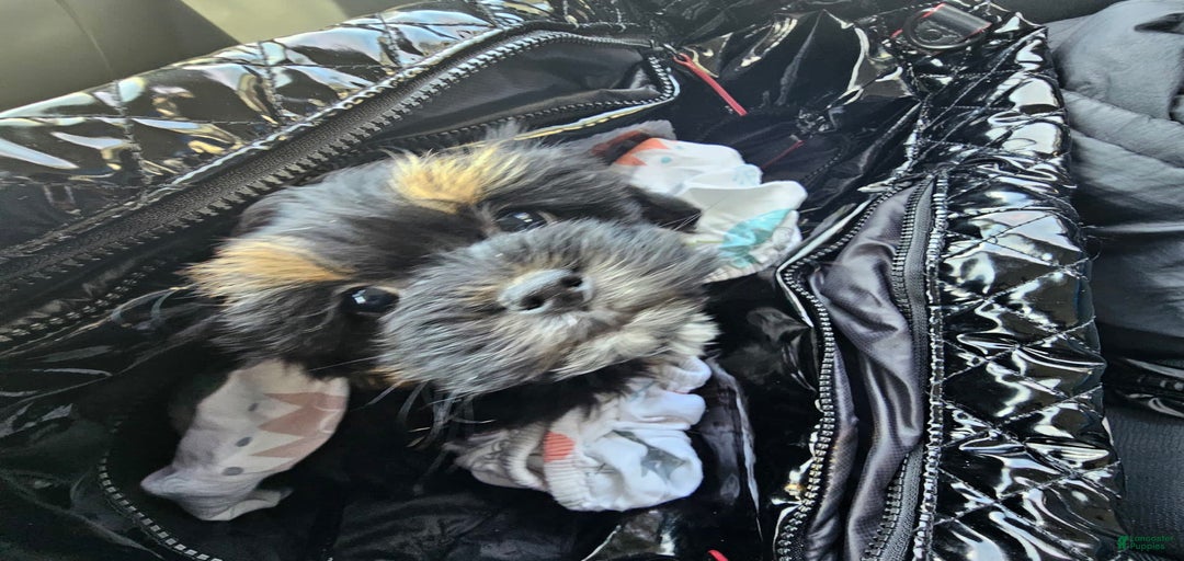 Gallery Image {{count}}