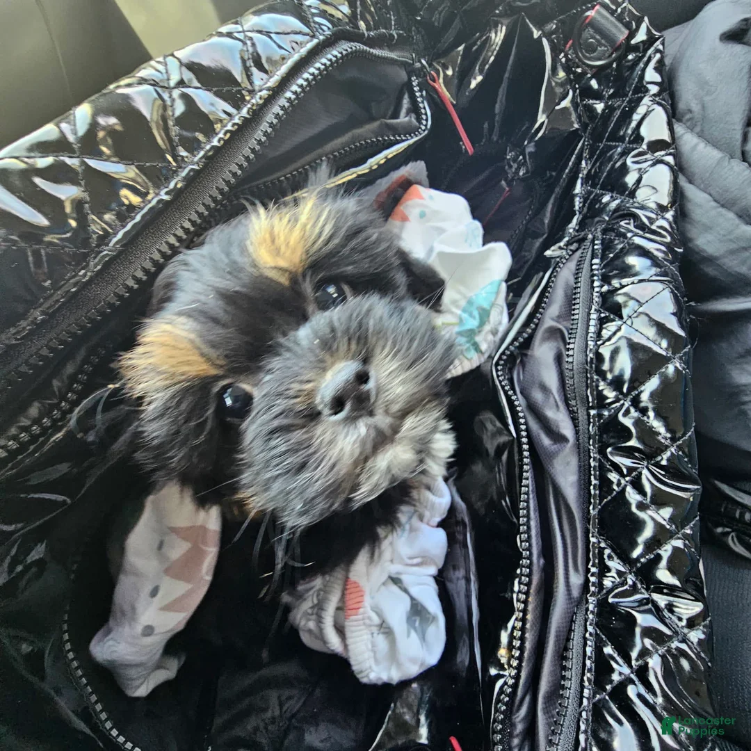 Gallery Image {{count}}