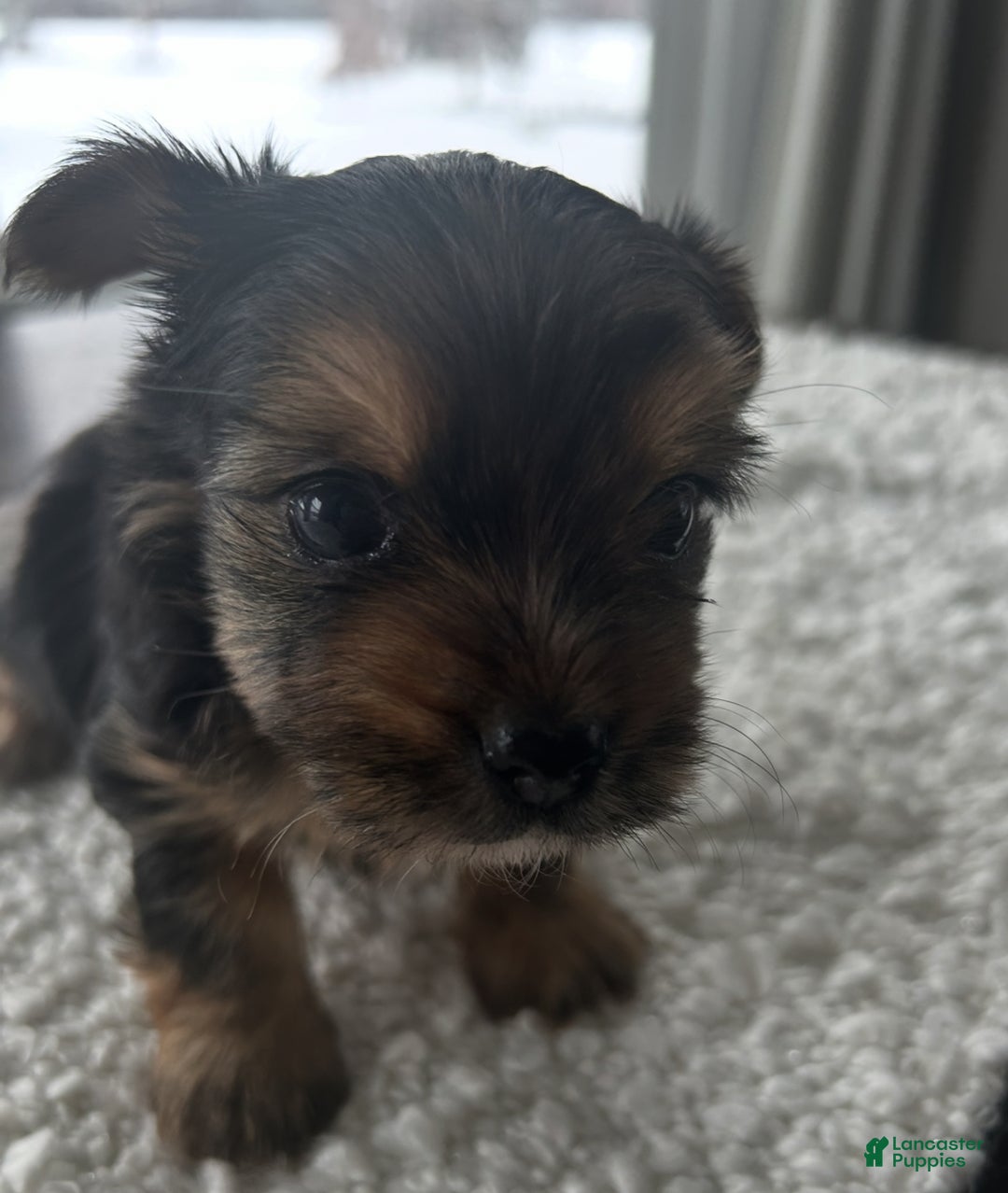 Yorkshire Terrier dogs for sale: Gizmo - Ad 4