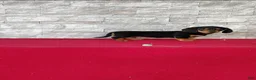 Miniature Dachshund dogs for sale: Kassandra - Ad 6